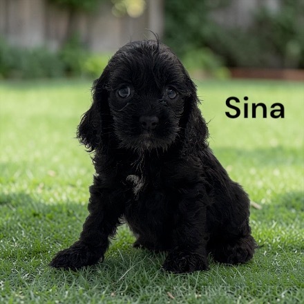 puppy, for, sale, Cocker Spaniel, Joe & Cherri  Overlease, dog, breeder, Miller, MO, dog-breeder, puppy-for-sale, forsale, nearby, find, puppyfind, locator, puppylocator, aca